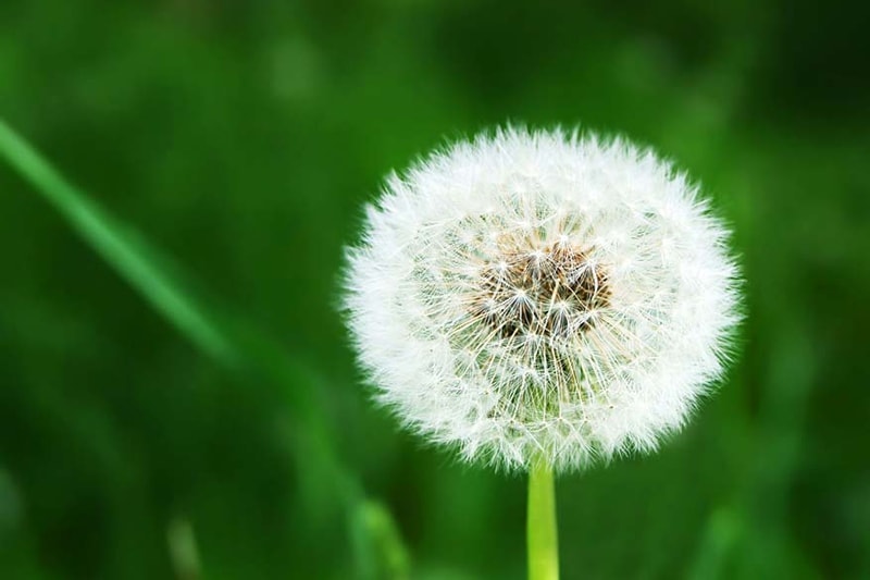 White dandelion on grassy glade background, Does an AC Help With Allergies? | Indoor Air Quality | Wrightsville, PA